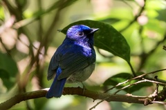 Niltava macgrigoriae