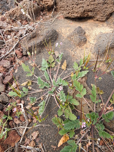 Erodium neuradifolium image