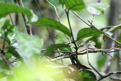 Chloropsis sonnerati