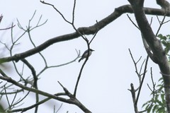 Hemipus hirundinaceus