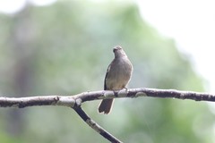 Rubigula erythropthalmos