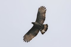 Pernis ptilorhynchus torquatus