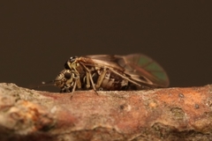 Psocinae