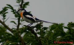 Pericrocotus albifrons