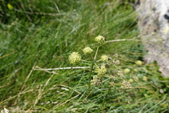 Selinum pyrenaeum
