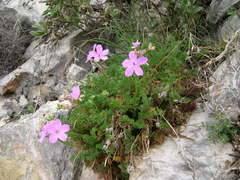 Erodium rodiei