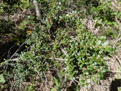 Maytenus chubutensis