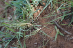 Aristida congesta barbicollis