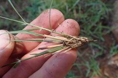 Aristida congesta barbicollis