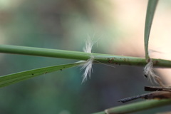 Aristida congesta barbicollis