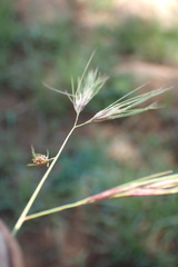 Aristida congesta barbicollis