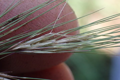 Aristida congesta barbicollis