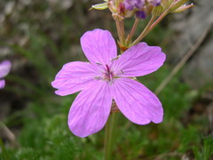 Erodium rodiei
