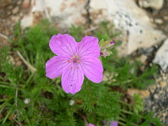 Erodium rodiei
