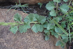 Chascanum hederaceum