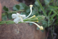 Chascanum hederaceum