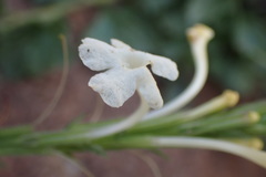 Chascanum hederaceum