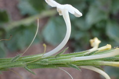 Chascanum hederaceum