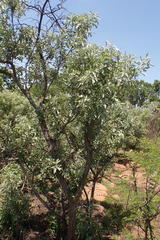 Vitex zeyheri