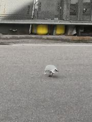 Chroicocephalus ridibundus