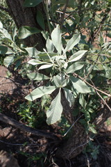 Vitex zeyheri
