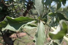 Vitex zeyheri