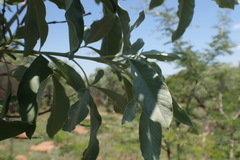 Vitex zeyheri