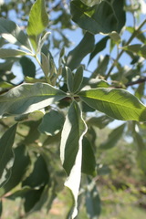 Vitex zeyheri