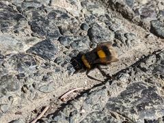 Bombus terrestris