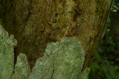 Phaeacius malayensis