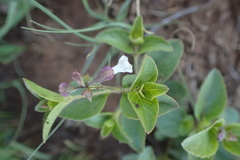 Ocimum obovatum