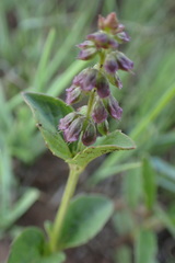 Ocimum obovatum