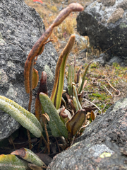 Elaphoglossum engelii