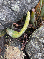 Elaphoglossum engelii