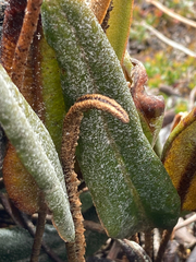 Elaphoglossum engelii