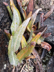 Elaphoglossum engelii