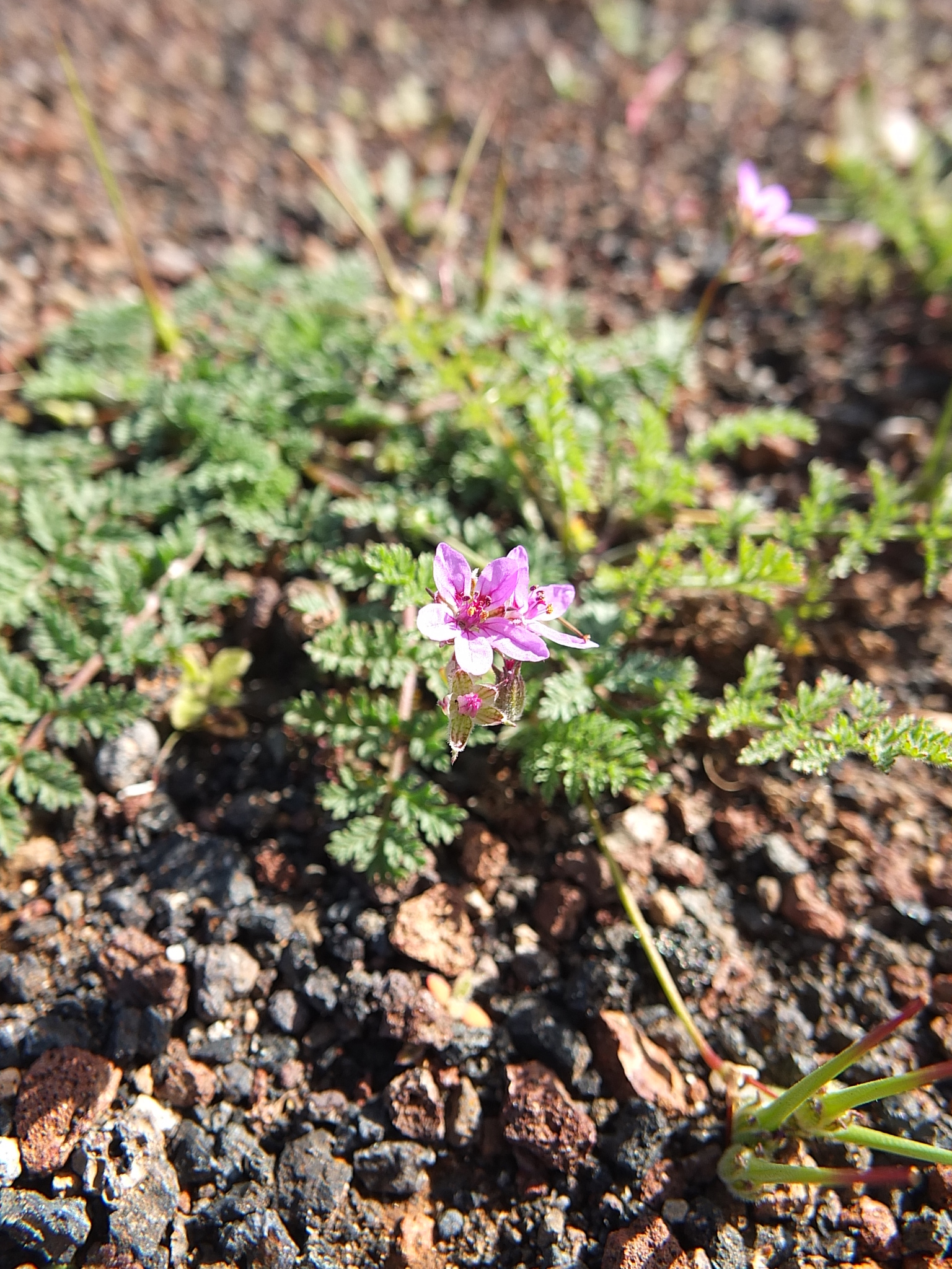 Erodium touchyanum
