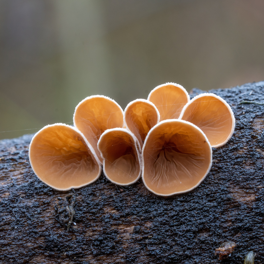 poplar bells