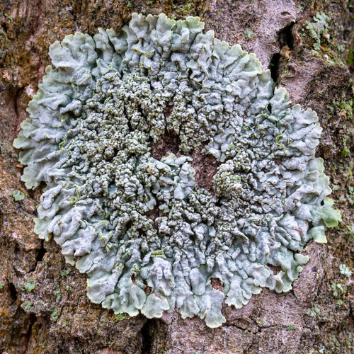 fysciovité (Physciaceae)