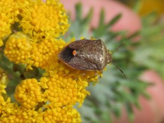 Dryadocoris apicalis