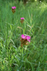 Dianthus membranaceus