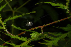 Argiope