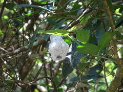 Cerataphis jamuritsu