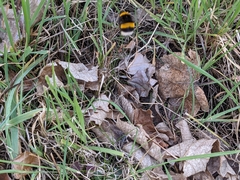 Bombus terrestris