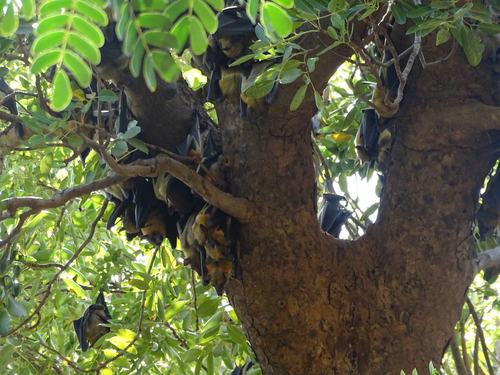 Straw-coloured Fruit Bat