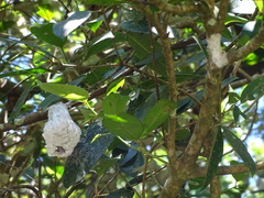 Cerataphis jamuritsu