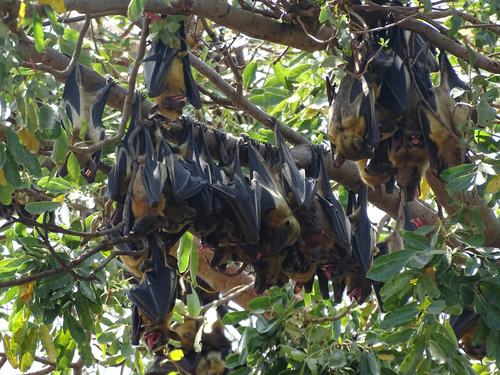 Straw-coloured Fruit Bat