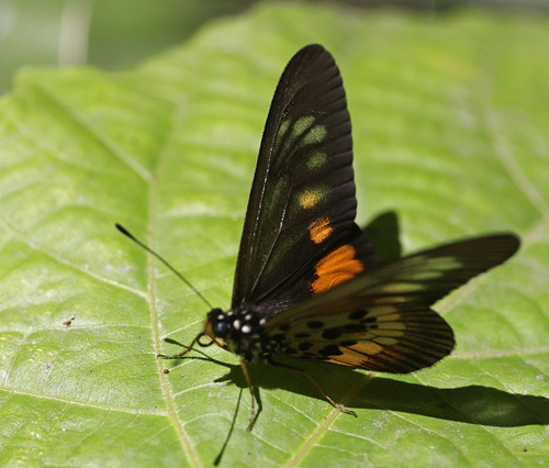 Peneleos Acraea