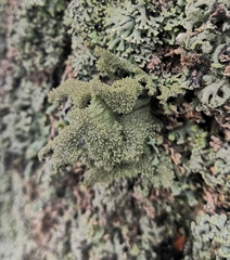 Pseudevernia furfuracea