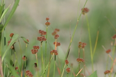 Juncus scirpoides